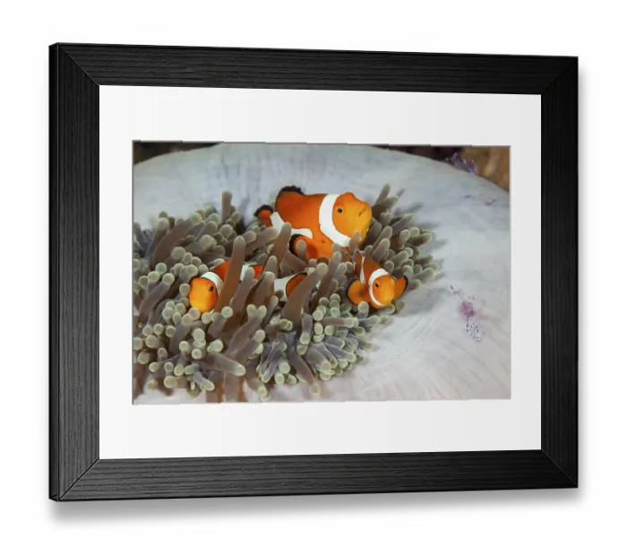 Framed Print : Orange skunk clownfish in splendour anemone
