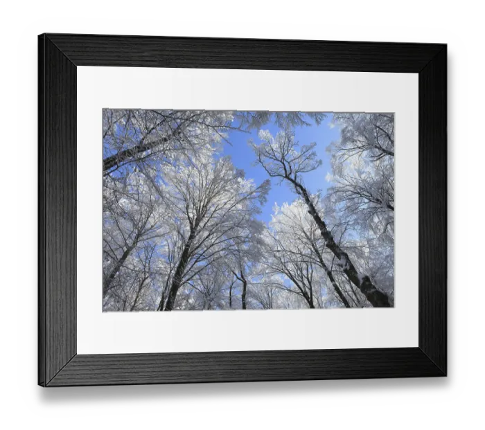 Framed Print : Snow covered trees in winter from below
