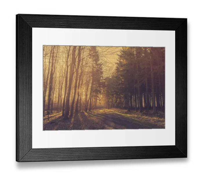 Framed Print : Morning sunrise in a forest with pine trees by the road