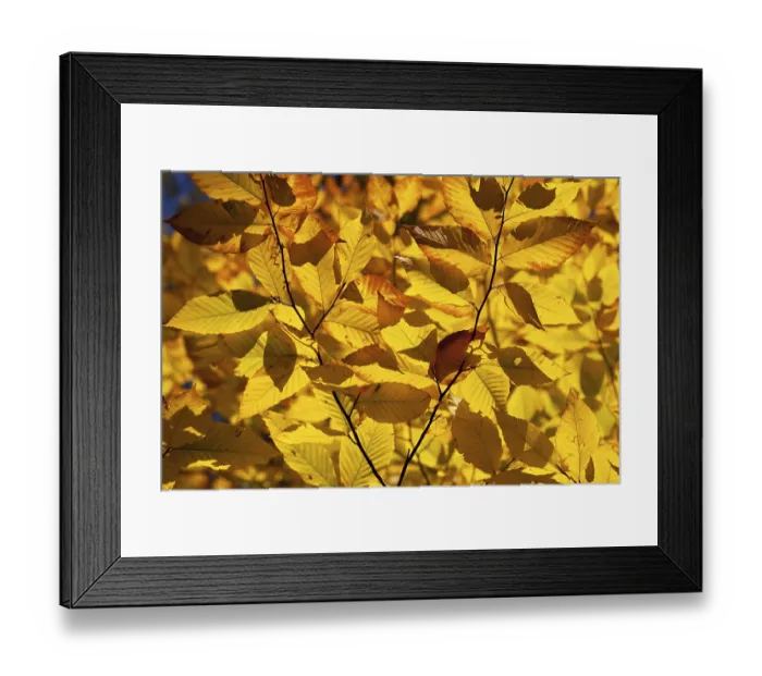 Framed Print : Autumnal birch forest panorama in Canada