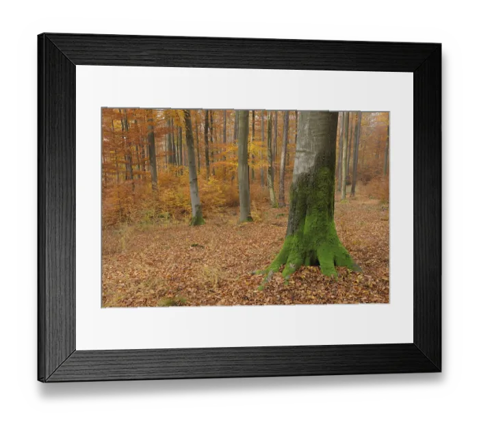 Framed Print : Deciduous forest in autumn, Spessart