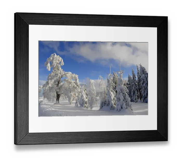 Framed Print : Black Forest in Winter, Spruce Forest Framed Print : Black Forest in Winter, Spruce Forest