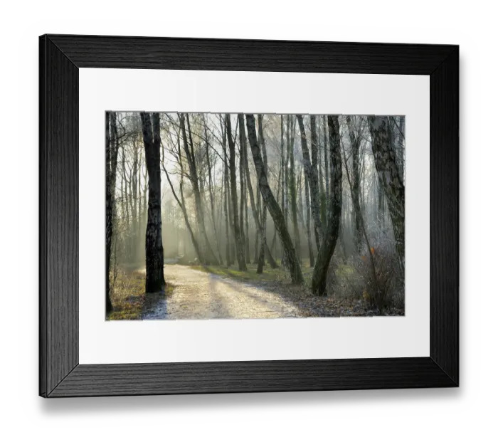 Framed Print : Birch (betula) forest birch Framed Print : Birch (betula) forest birch