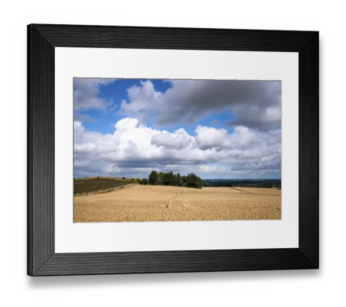 Framed Print : Golden grain on a farmland landscape in the summer with tractor tracks and a small pine forest