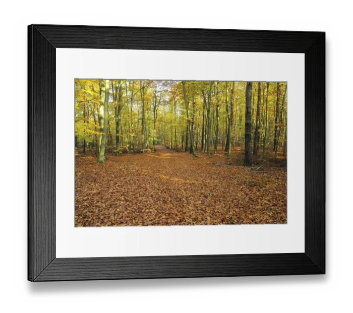 Framed Print : Beech forest mit Weg, beech forest with trail