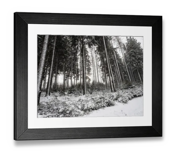 Framed Print : Trees in snowfall in the winter forest Framed Print : Trees in snowfall in the winter forest