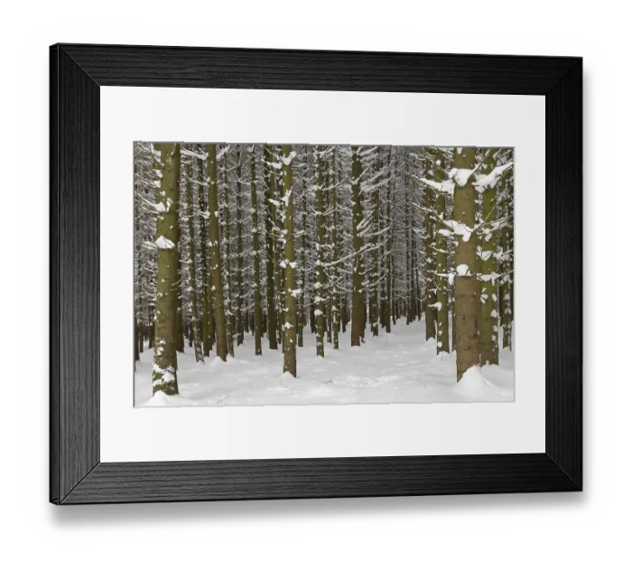 Framed Print : Deeply snowy fir forest