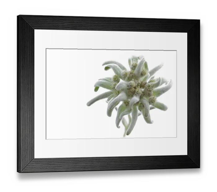 Framed Print : Alpine edelweiss (Leontopodium alpinum)