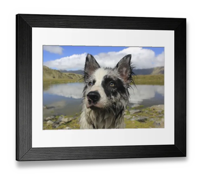 Framed Print : A wet dog standing by a lake with mountains and cloudy sky reflecting in the water