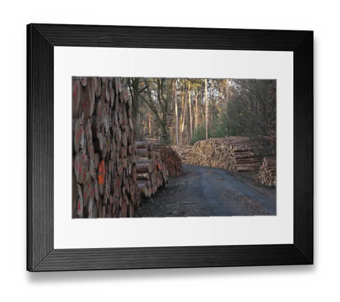 Framed Print : Pine logs, pine, Scots pine (Pinus sylvestris)