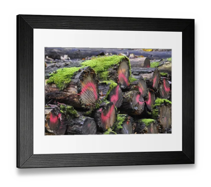 Framed Print : Rotten tree trunks with moss in the forest Framed Print : Rotten tree trunks with moss in the forest