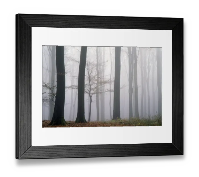 Framed Print : Beech forest in fog, Rendsburg Eckernfoerde district Framed Print : Beech forest in fog, Rendsburg Eckernfoerde district
