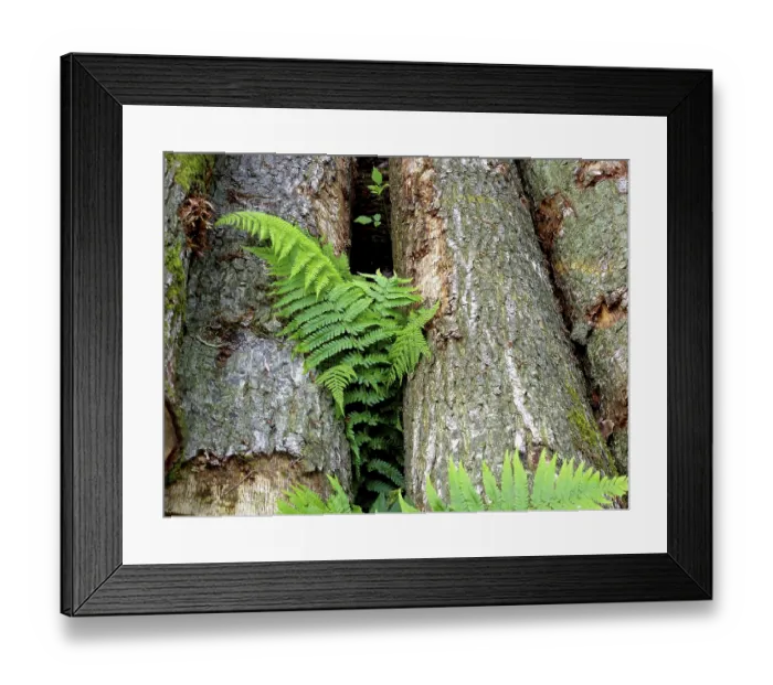 Framed Print : Tree trunks with fern in the forest