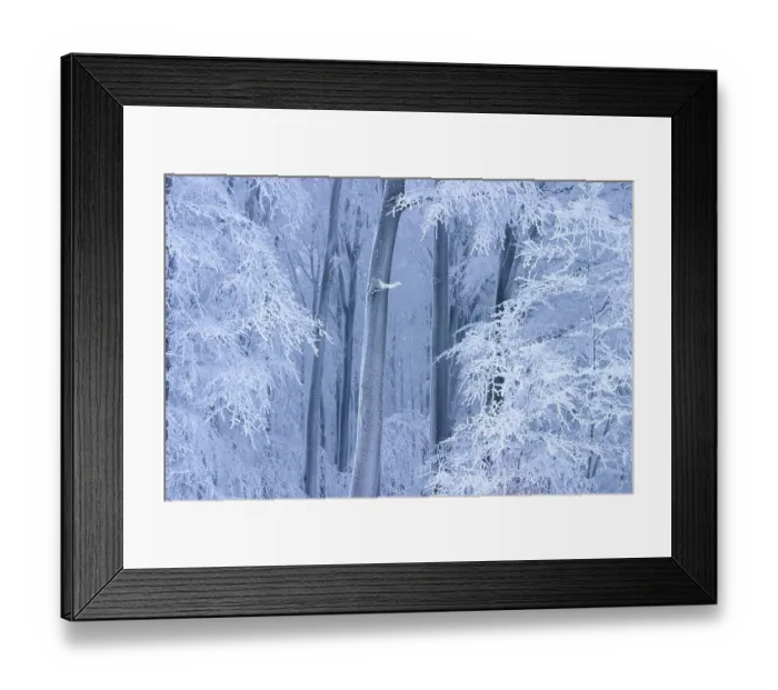 Framed Print : Winter beech forest in Planavy