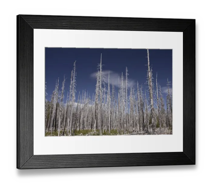 Framed Print : Lodgepole Pine (Pinus contorta latifolia) burnt coniferous forest habitat Framed Print : Lodgepole Pine (Pinus contorta latifolia) burnt coniferous forest habitat