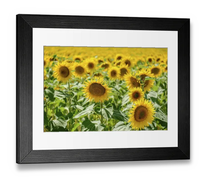 Framed Print : Sunflower plantation near Frias