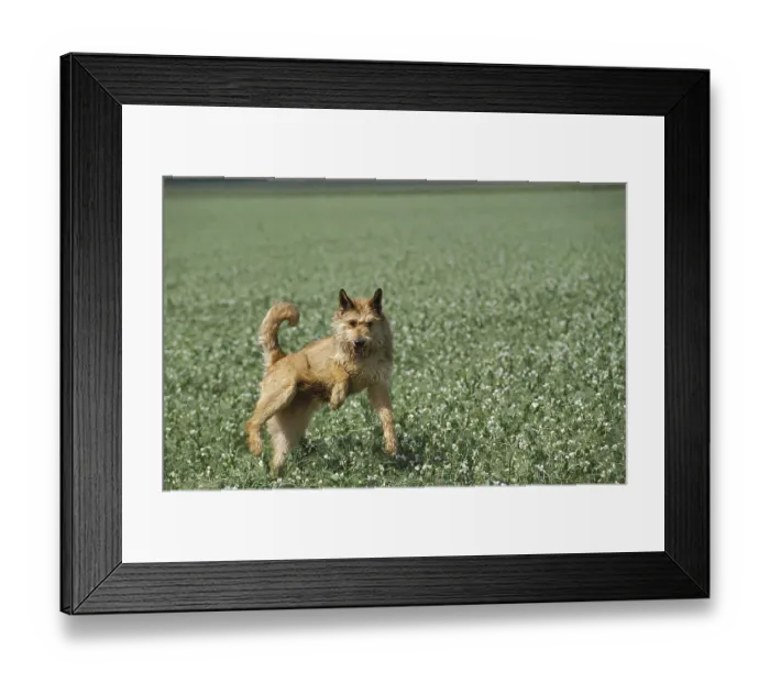 Framed Print : Picardy Shepherd Dog, Adult leaping in Field Framed Print : Picardy Shepherd Dog, Adult leaping in Field