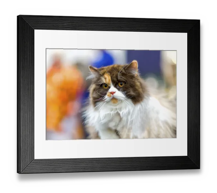 Framed Print : Norwegian Forest Cat Framed Print : Norwegian Forest Cat