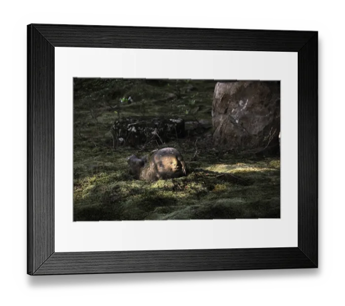 Framed Print : Buddhist Jizo figure in the moss garden of the Sanzen-in Temple Framed Print : Buddhist Jizo figure in the moss garden of the Sanzen-in Temple