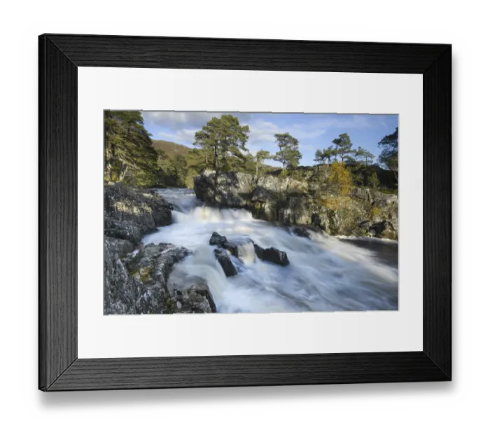 Framed Print : Birch (Betula pendula) and Scots Pine (Pinus sylvestris) forest around River Strathfarrar