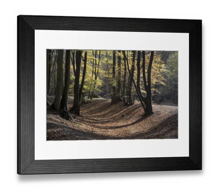 Framed Print : Common beech (Fagus sylvatica) habitat for mature woodland lining old earthworks