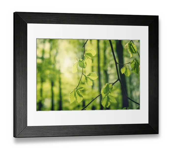 Framed Print : Green beech leaves in a forest at springtime Framed Print : Green beech leaves in a forest at springtime