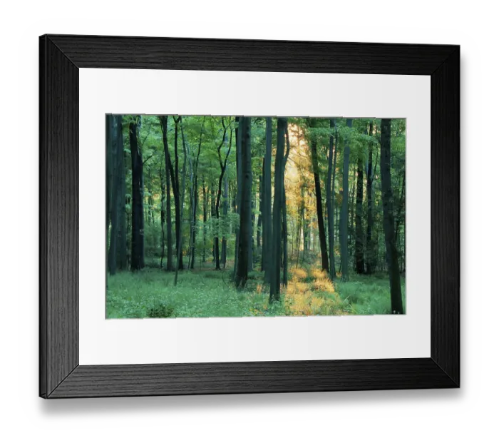 Framed Print : Deciduous forest on a spring morning (Europe) (backlight) (landscapes) (landscape) (horizontal)