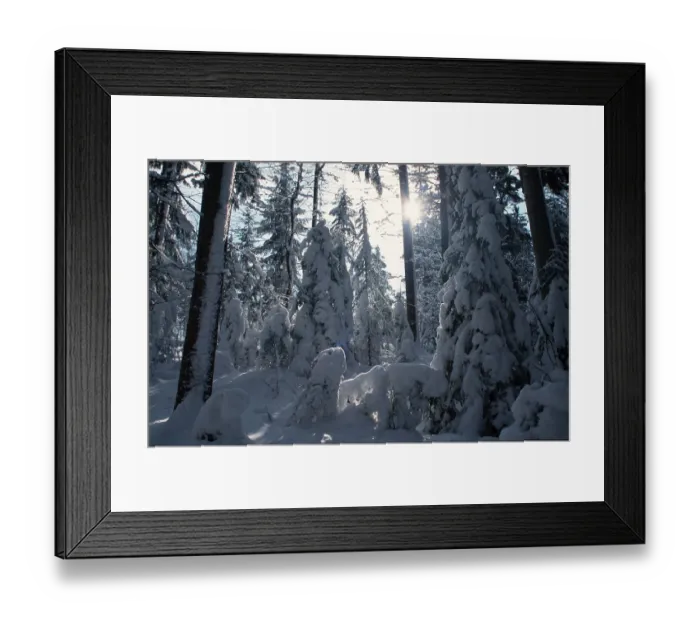 Framed Print : Coniferous forest in winter, Bavaria (Europe) (Backlight) (Snow) (Landscapes) (Landscape) (horizontal) Framed Print : Coniferous forest in winter, Bavaria (Europe) (Backlight) (Snow) (Landscapes) (Landscape) (horizontal)