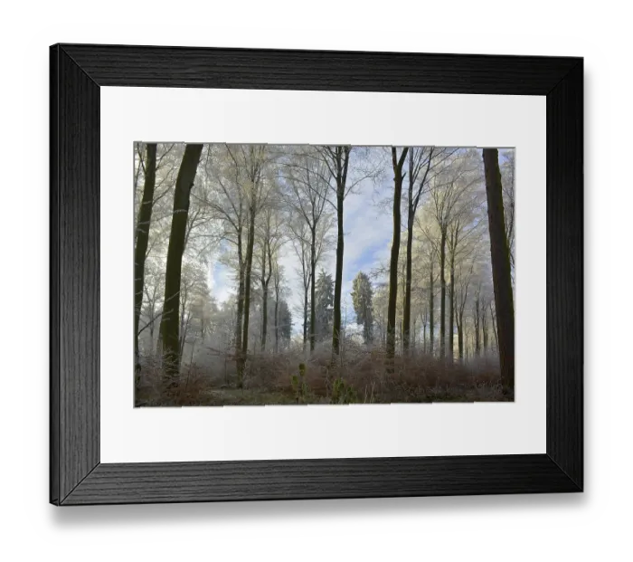 Framed Print : Maulbronn, Hoarfrost in the Forest