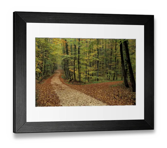 Framed Print : Path through the autumn forest