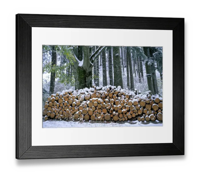 Framed Print : Cut tree trunks in winter, piles of wood on the forest road