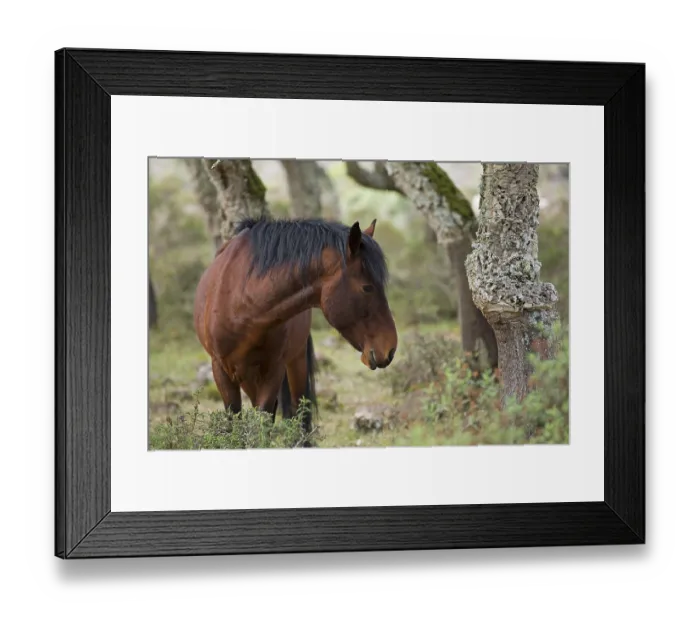 Framed Print : Giara horse (Equus ferus caballus) or Achetta pony in the cork oak forest Framed Print : Giara horse (Equus ferus caballus) or Achetta pony in the cork oak forest