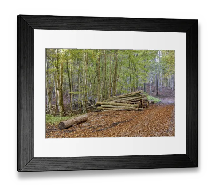 Framed Print : Beech forest in autumn, european hornbeams (Carpinus betulus) Framed Print : Beech forest in autumn, european hornbeams (Carpinus betulus)