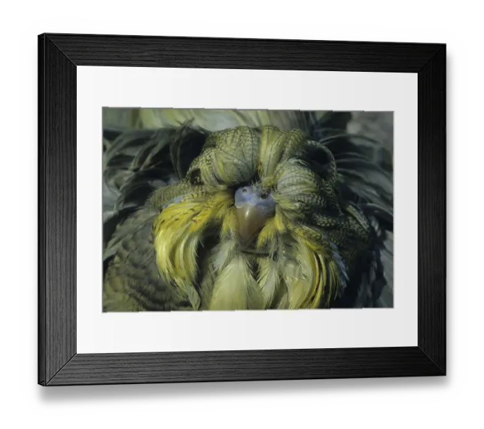 Framed Print : Budgie close-up, feather duster FL009656 (S)