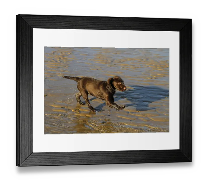 Framed Print : 12 week old Working Cocker Spaniel runs on the beach Framed Print : 12 week old Working Cocker Spaniel runs on the beach