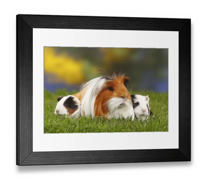 Framed Print : Coronet guinea pigs, tortoiseshell with white Framed Print : Coronet guinea pigs, tortoiseshell with white