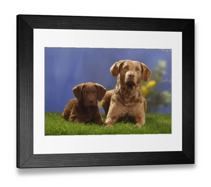 Framed Print : Chesapeake Bay Retriever with puppy, 14 weeks Framed Print : Chesapeake Bay Retriever with puppy, 14 weeks