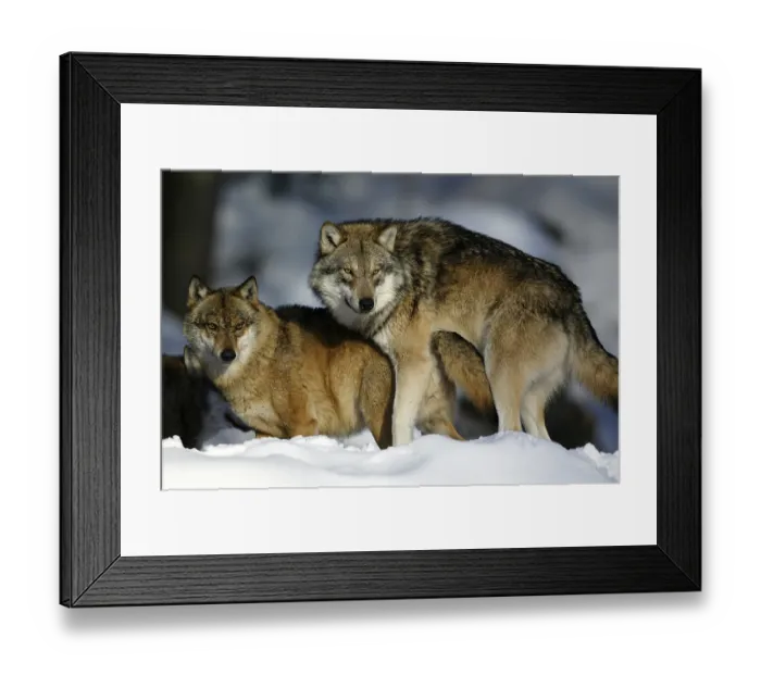 Framed Print : Gray wolf (Canis lupus) Framed Print : Gray wolf (Canis lupus)