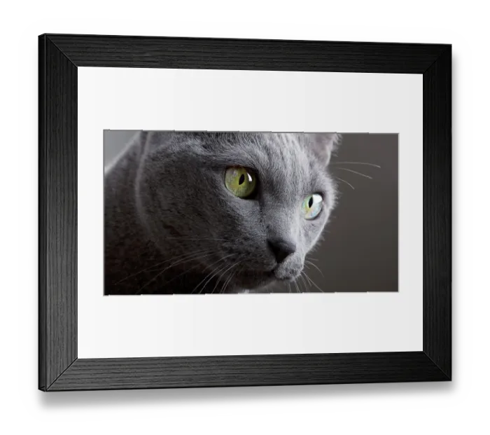 Framed Print : Portrait of a Russian Blue Pedigree Cat Framed Print : Portrait of a Russian Blue Pedigree Cat