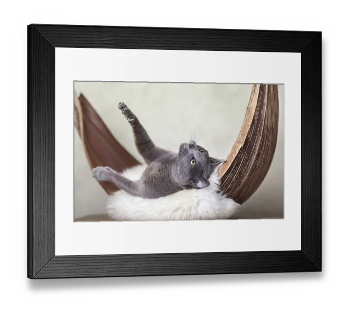 Framed Print : Russian Blue Cat on Lambskin in Palm Leaf
