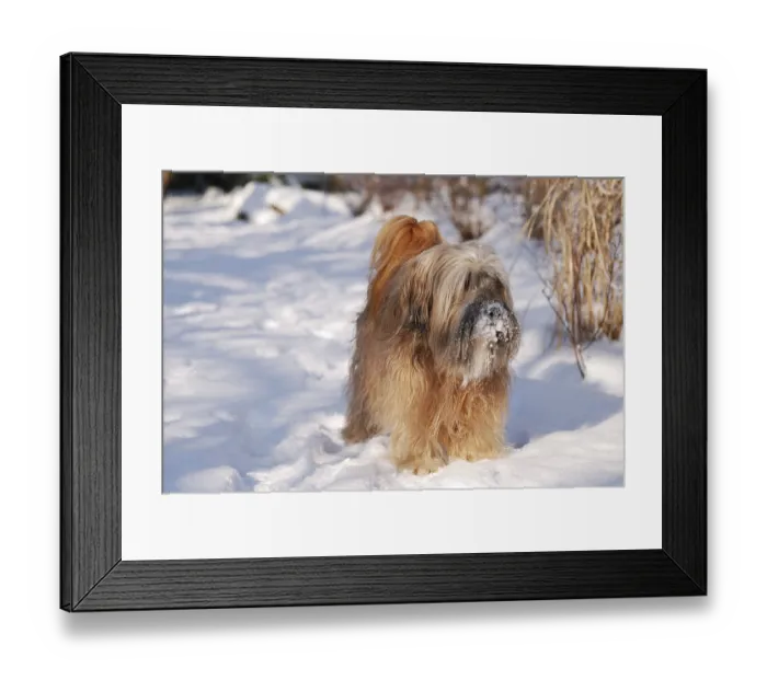 Framed Print : Male tibetan terrier in the snow Framed Print : Male tibetan terrier in the snow