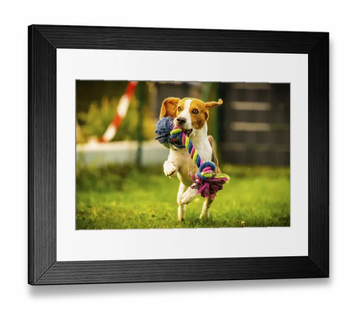Framed Print : Beagle dog jumping and running with a toy outdoor towards the camera