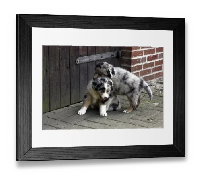 Framed Print : Australian Shepherd puppy Framed Print : Australian Shepherd puppy