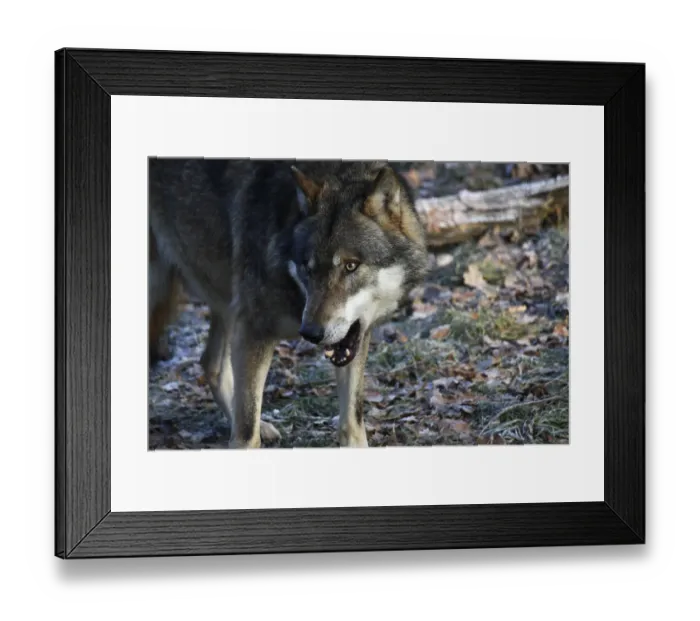 Framed Print : Devouring wolf Framed Print : Devouring wolf