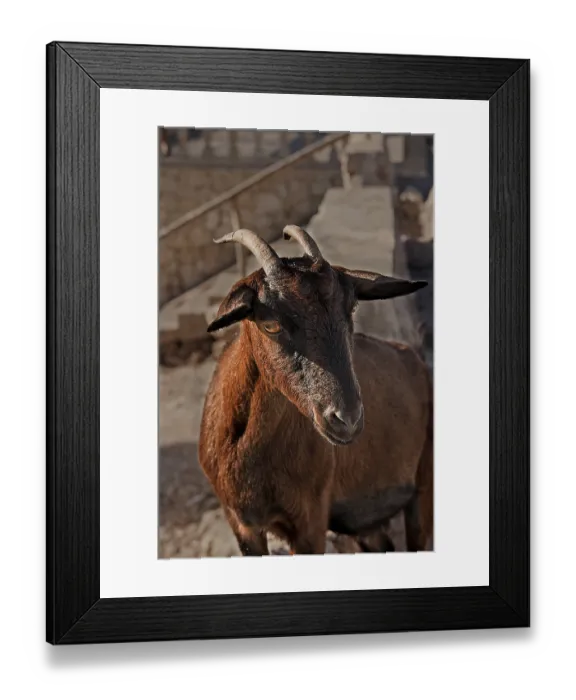 Framed Print : Mallorcan wild goat Framed Print : Mallorcan wild goat