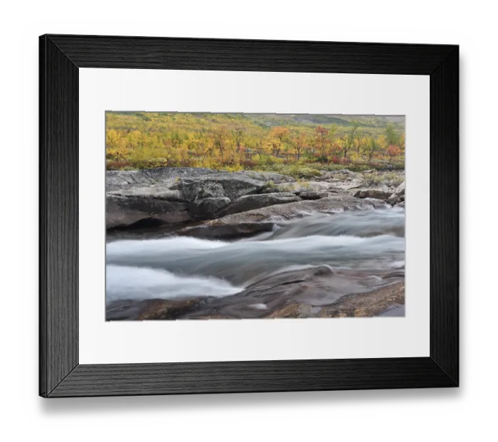 Framed Print : Colourful trees in autumn, rapids in the river Saltelva Framed Print : Colourful trees in autumn, rapids in the river Saltelva