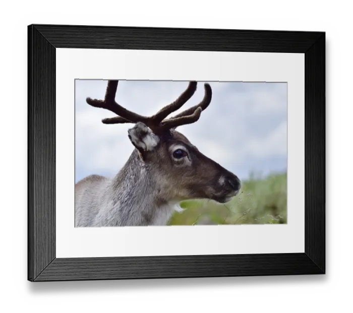 Framed Print : Reindeer in sweden in autumn in the tundra