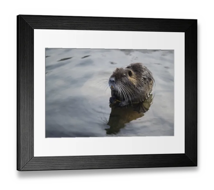Framed Print : Nutria standing in water, Rheinaue in Bonn