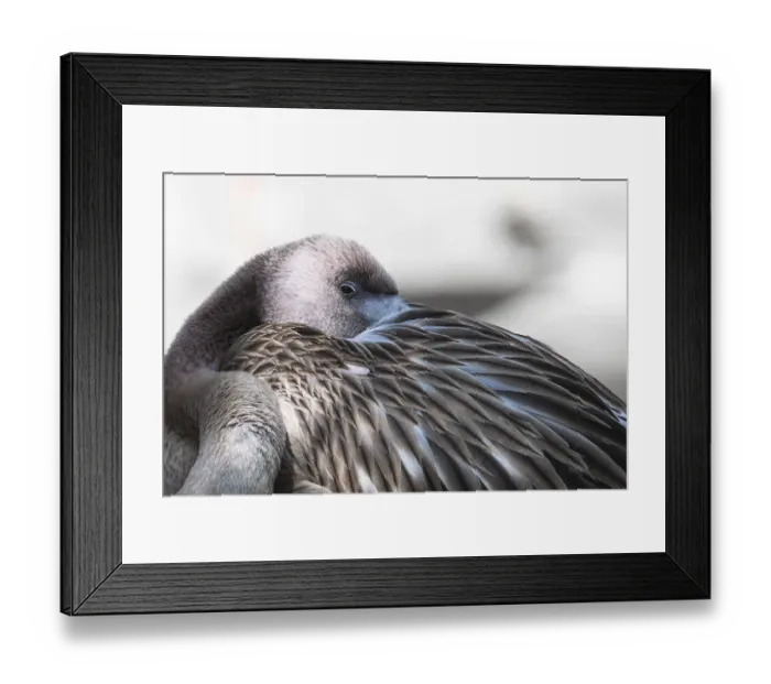 Framed Print : Greater flamingo (Phoenicopterus roseus)
