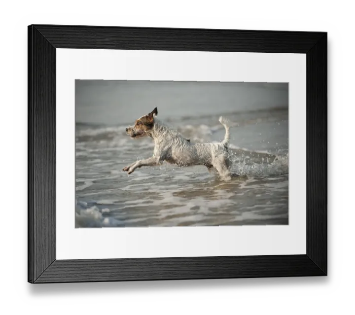 Framed Print : Parson Russell Terrier playing in the water